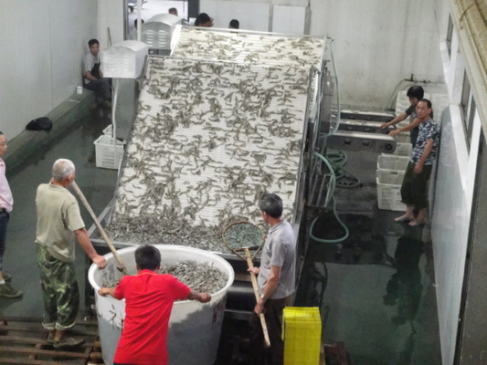 1Ton-5Ton Fish / Shrimp Grading Machine Shrimp/Fish Sorting MachineHigh Sorting Accuracy Shrimp Washing Machine